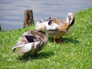 高松の池のカモ