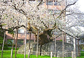 石割桜