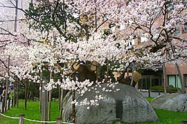 石割桜