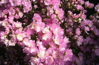 我が家の庭の花