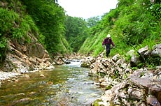 和賀川本流